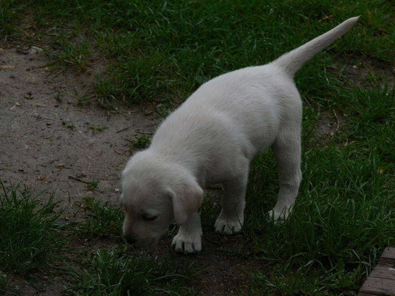 No prej to je rasa labrador retrvr :P